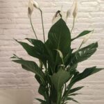 benessere4